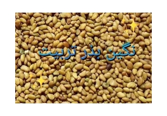 فروش بذر یونجه پایه بلند سورت شده فروش بذر یونجه پایه بلند سورت شده