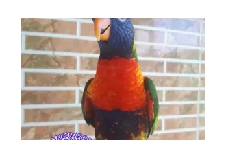 خریدطوطی | فروشگاه اینترنتی کی پت خریدطوطی | فروشگاه اینترنتی کی پت