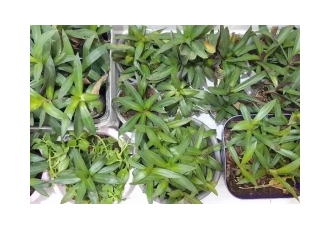 فروش گل آپارتمانی حدوده 50 گلدان فروش گل آپارتمانی حدوده 50 گلدان