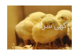 فروش جوجه گوشتی یکروزه فروش جوجه گوشتی یکروزه