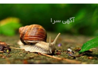 آموزش پرورش حلزون به صورت کامل و جامع آموزش پرورش حلزون به صورت کامل و جامع