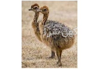 فروش جوجه شتر مرغ شرکت سپیدطیوران فروش جوجه شتر مرغ شرکت سپیدطیوران