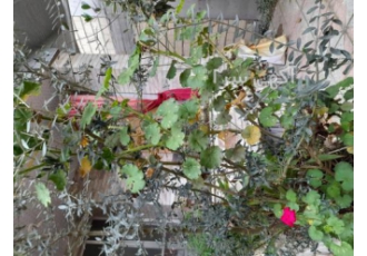 فروش خانه و زمین فروش خانه و زمین