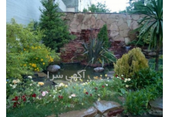 به جاى چمن ،چمن فرانکینیا بکاریم به جاى چمن ،چمن فرانکینیا بکاریم