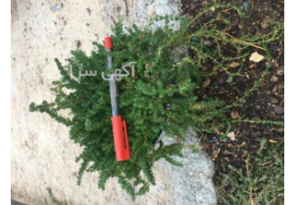 چمن فرانکنیا جایگزین چمن چمن فرانکنیا جایگزین چمن