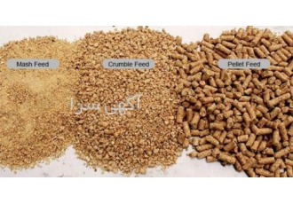 فروش دان و کنسانتره مخصوص به بوقلمون فروش دان و کنسانتره مخصوص به بوقلمون