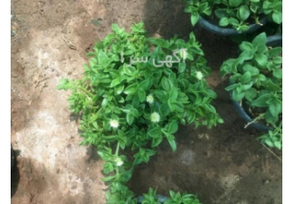 قیمت ناز یخی قیمت ناز ژاپنی قیمت نازفرانسوی قیمت ناز یخی قیمت ناز ژاپنی قیمت نازفرانسوی