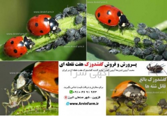 خرید کفشدوزک در کرج خرید کفشدوزک در کرج