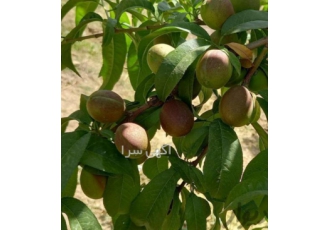 ۶۰۰مترباغچه قاسم آباد آقا. ۶۰۰مترباغچه قاسم آباد آقا.