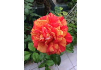 فروشگاه گلکده فروشگاه گلکده