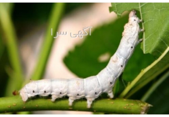 دوره آموزشی پرورش کرم میلورم دوره آموزشی پرورش کرم میلورم