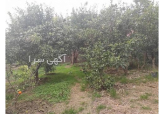 فروش باغ کیوی فروش باغ کیوی