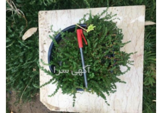 قیمت و خرید چمن کیاشیتوو قیمت چمن فرانکینیا قیمت و خرید چمن کیاشیتوو قیمت چمن فرانکینیا