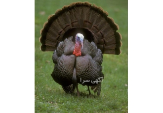 آموزش پرورش بوقلمون آموزش پرورش بوقلمون