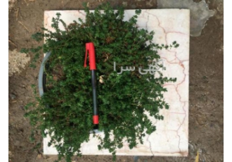 قیمت چمن -قیمت چمنکاری قیمت چمن -قیمت چمنکاری