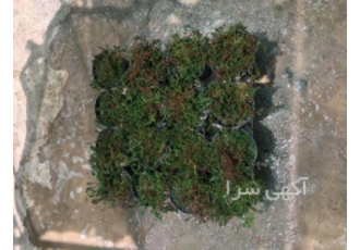 قیمت و خرید چمن فرانکینیا مستقیم از گلخانه قیمت و خرید چمن فرانکینیا مستقیم از گلخانه