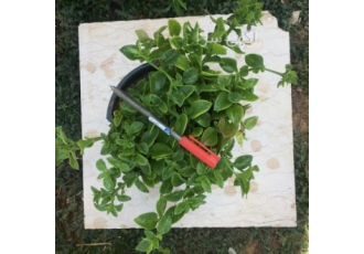 خرید و قیمت گل ناز رونده مستقیم از گلخانه ارزان خرید و قیمت گل ناز رونده مستقیم از گلخانه ارزان