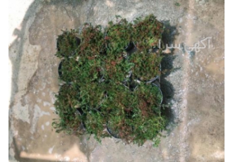 قیمت گیاهان جایگزین چمن قیمت گیاهان جایگزین چمن