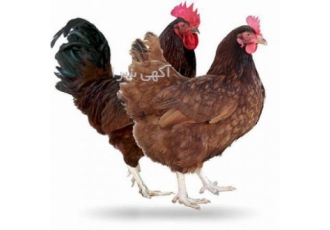 فروش نیمچه مرغ تخمگذار محلی اصلاح شده گلپایگانی فروش نیمچه مرغ تخمگذار محلی اصلاح شده گلپایگانی