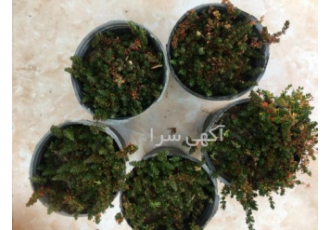 جایگزین های چمن (فروش و قیمت جایگزین چمن) جایگزین های چمن (فروش و قیمت جایگزین چمن)