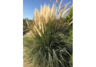فروش پامپاس گراس (پامپاگراس) فروش پامپاس گراس (پامپاگراس)