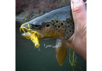 لوازم ماهیگیری بویله چوب چرخ لوازم ماهیگیری بویله چوب چرخ