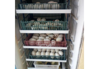 فروش تخم نطفه دار انواع طیور و پرندگان فروش تخم نطفه دار انواع طیور و پرندگان