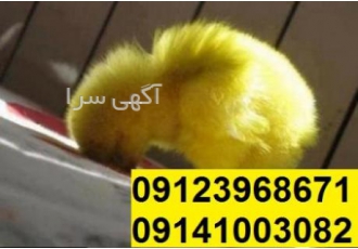 فروش انواع جوجه گوشتی شرکت اریا منتخب پارسیان فروش جوجه گوشتی 1 روزه