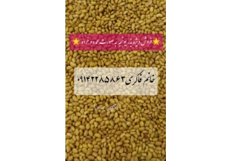 فروش بذر یونجه پایه بلند همدانی فروش بذر یونجه پایه بلند همدانی