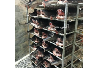 ماهی خاویار ماهی خاویار