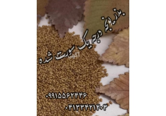 بذر یونجه درجه یک سورت شده