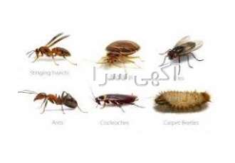 سمپاشی تخصصی سمپاشی تخصصی