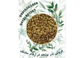 قیمت بذر یونجه درجه یک در بستان آباد فروش بذر یونجه درجه یک و بذر علوفه