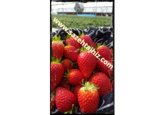 تجهیزات و لوازم گلخانه ای تجهیزات و لوازم گلخانه ای