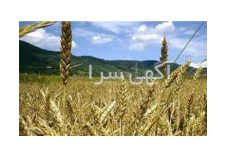 زمین کشاورزی در اراک فروش زمین کشاورزی به مساحت 14 هکتار در اراک نزدیک