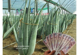 طرح توجیهی آلوئه ورا گیاه ثروت آفرین طرح توجیهی آلوئه ورا گیاه ثروت