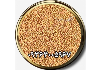 فروش بذر یونجه ، قیمت بذر یونجه ، قیمت بذر علوفه فروش بذر یونجه ، قیمت بذر یونجه ، قیمت بذر علوفه