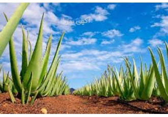 صفر تا صد پرورش آلوئه ورا صفر تا صد پرورش آلوئه ورا