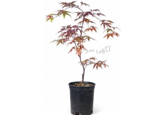 فروش انواع گل و گیاه و درختچه بیرونی قیمت مناسب فروش انواع گل و گیاه و درختچه بیرونی قیمت مناسب