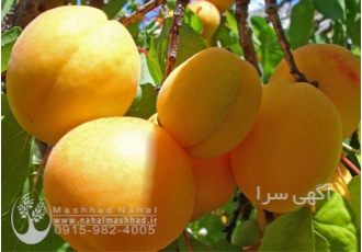 فروش نهال زردآلو پیش رس فروش نهال زردآلو پیش رس
