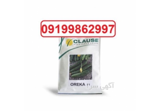 فروش بذر خیار اروکا با باردهی بالا مناسب برای کشت فروش بذر خیار اروکا با باردهی بالا مناسب برای کشت