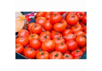 فروش بذر گوجه کلوز CLAUSE