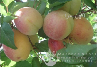 فروش نهال زردآلو شاهرودی فروش نهال زردآلو شاهرودی