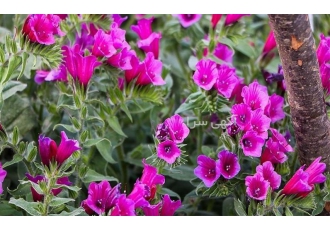 فروش گل گاوزبان فروش گل گاوزبان