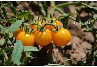 بذر گوجه چری زرد بذر گوجه چری زرد