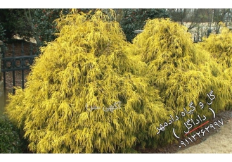 فروش درخت سرو اشکی - سرو ساوارا