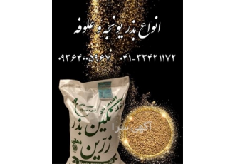 بذر یونجه بغدادی - فروش بذر یونجه بوجاری شده اصیل