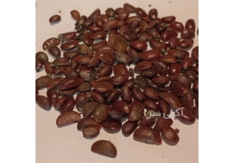 بذر درخت خرمالو بذر درخت خرمالو