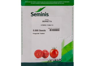 فروش بذر گوجه برنتا فروش بذر گوجه برنتا