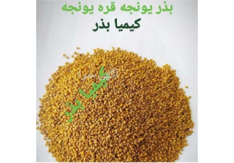 فروش بذر یونجه اصلاح شده قیمت بذر یونجه در ایلخچی فروش انواع بذر یونجه